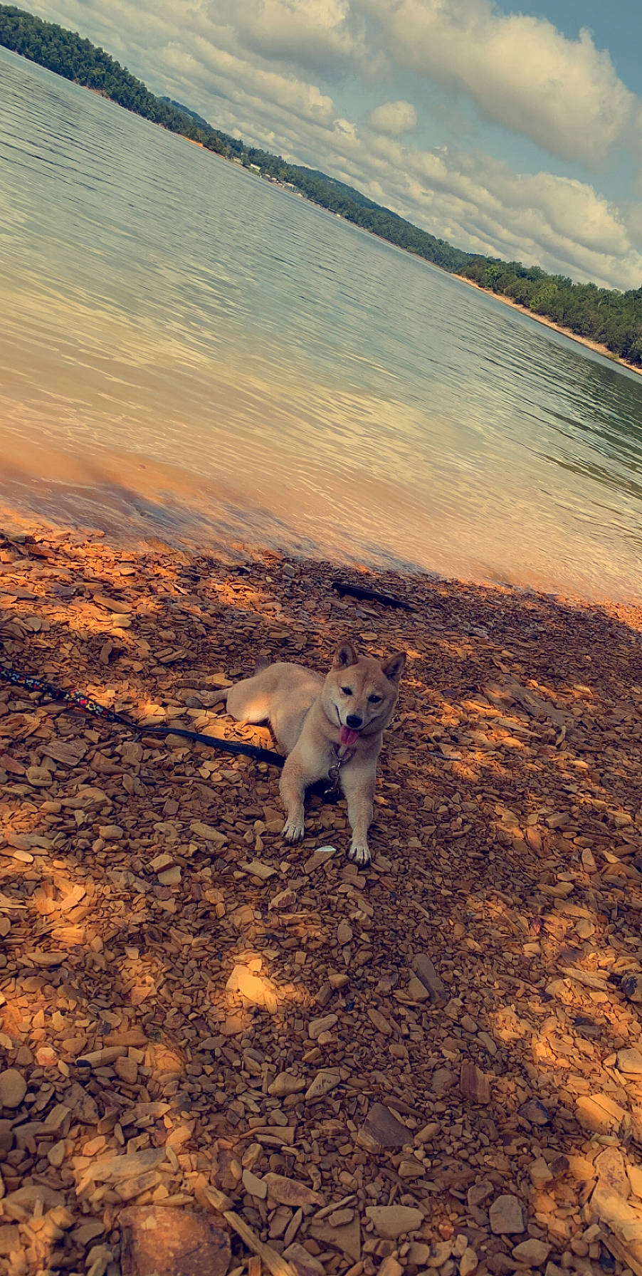 Keiko joined the competition — help win amazing prizes! beach, canidae, carnivore, companion_dog, dog, dog_breed, loch, non_sporting_group, northern_inuit_dog, sporting_group, sunset, working_animal, working_dog