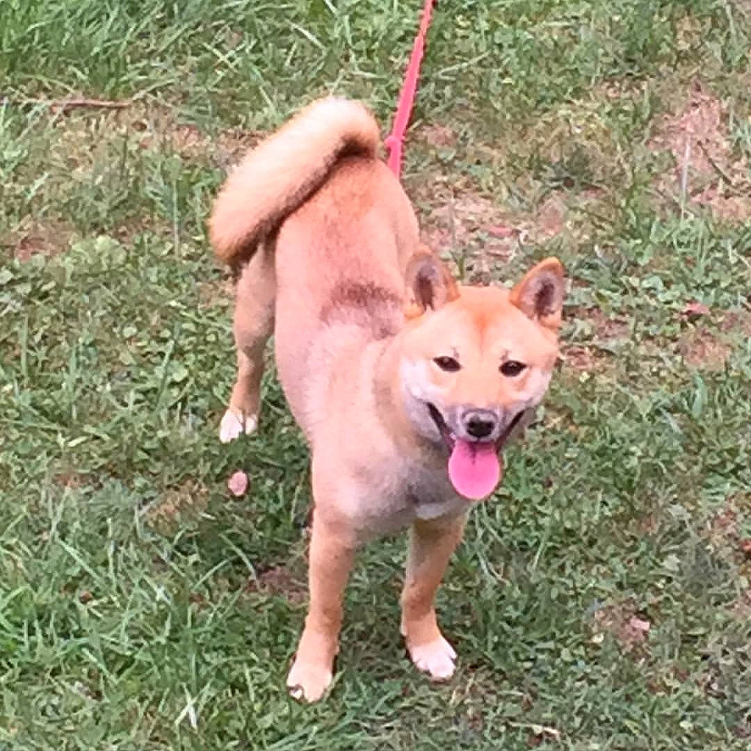 Keiko joined the competition — help win amazing prizes! akita_inu, canidae, carnivore, collar, companion_dog, dog, dog_breed, dog_collar, dog_supply, fawn, grass, leash, mammal, non_sporting_group, pet_supply, shiba_inu, snout, sporting_group, working_animal