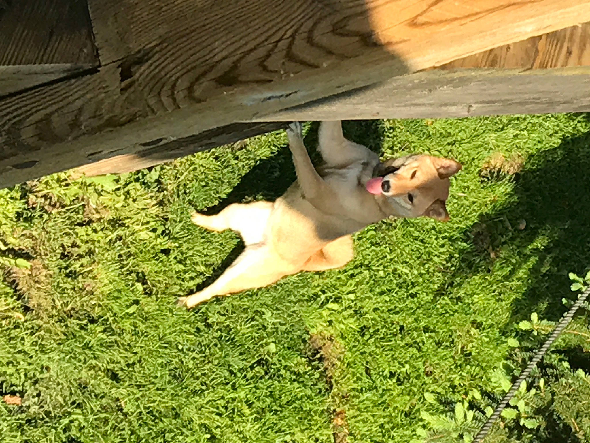 Keiko joined the competition — help win amazing prizes! adaptation, farm, fawn, grass, grass_family, grassland, groundcover, jaw, meadow, pasture, rural_area, shade, snout, terrestrial_animal, wildlife, working_animal