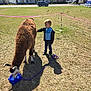 Xavier is registered to the contest to win money with this photo: child, llama, grass, field, water_bowl, rope_fence, sunny, daytime, suburban, house, car, animal, pet, boy, clothing, jeans, jacket, shoes, outdoor, nature