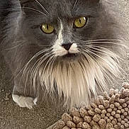 Samantha is registered to the contest to win money with this photo: cat, gray_cat, white_fur, yellow_eyes, fluffy, pet, animal, indoor, rug, textured_rug, floor, curious, whiskers, closeup, looking_up, feline, mammal, cute, domestic_animal, soft_fur