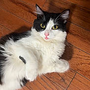 Oreo is registered to the contest to win money with this photo: cat, black_and_white, fluffy, pet, lying_down, wooden_floor, indoor, curious, yellow_eyes, pink_nose, whiskers, relaxed, fur, animal, cute, mammal, domestic, playful, close_up, portrait