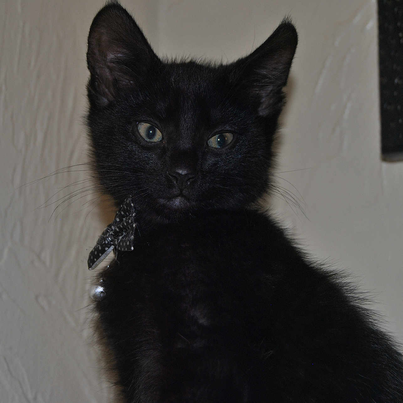Pickle is registered to the contest to win money with this photo: abyssinian, animal, blackcat, cat, kitten, manx, pet