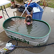 Tyson is registered to the contest to win money with this photo: animal, concrete, container, dirty_water, dog, garden, german_shepherd, hose, leisure, metal_tub, outdoor, patio, pet, plants, plastic_bin, potted_plant, smiling, summer, tongue_out, water