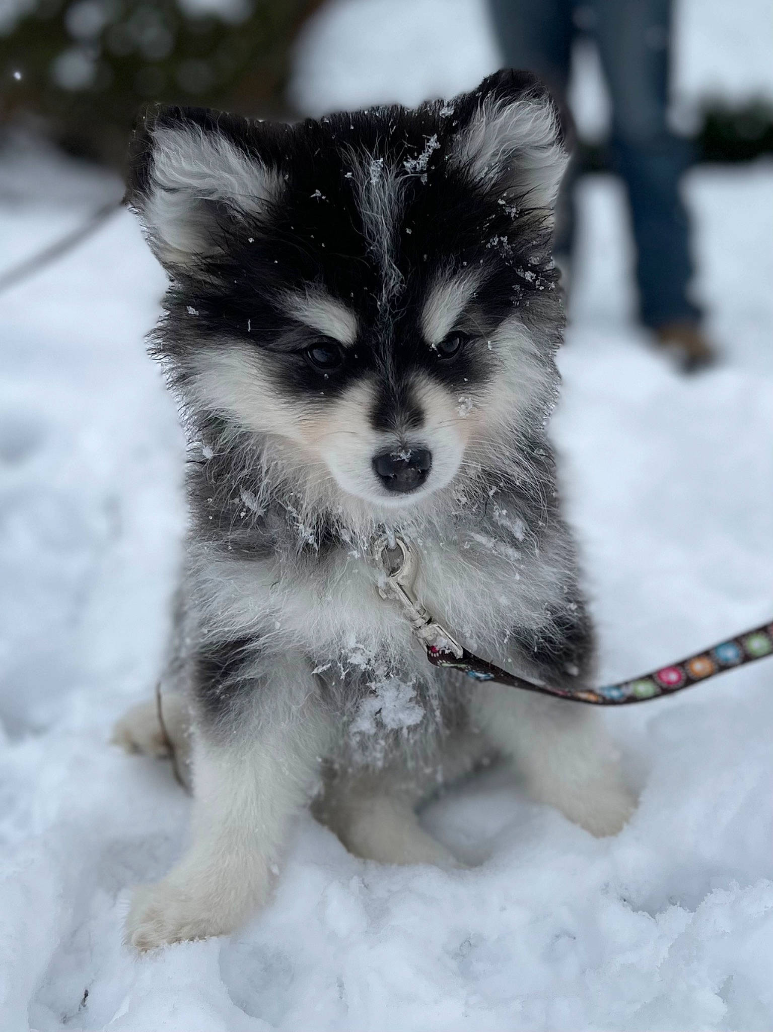 Luna is registered to the contest to win money with this photo: canidae, canis, carnivore, claw, companion_dog, dog, dog_breed, fur, monochrome_photography, paw, puppy, snout, snow, sporting_group, tail, terrestrial_animal, whiskers, wildlife, winter, working_dog