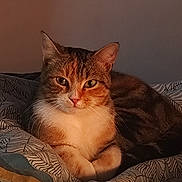 Viva participe au concours pour gagner de l'argent avec cette photo : animal, bed, blanket, cat, comfort, cozy, cute, domestic, ears, feline, fur, indoor, mammal, paws, pet, relaxed, resting, sleepy, warm_light, whiskers