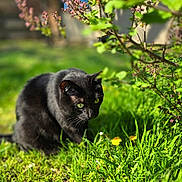 Zena joined the competition — help win amazing prizes! cat, black_cat, animal, pet, feline, green_eyes, garden, outdoor, grass, flowers, blossoms, dandelion, nature, spring, sunlight, foliage, wildlife, crouching, portrait, colorful