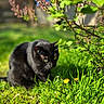 cat, black_cat, animal, pet, feline, green_eyes, garden, outdoor, grass, flowers, blossoms, dandelion, nature, spring, sunlight, foliage, wildlife, crouching, portrait, colorful