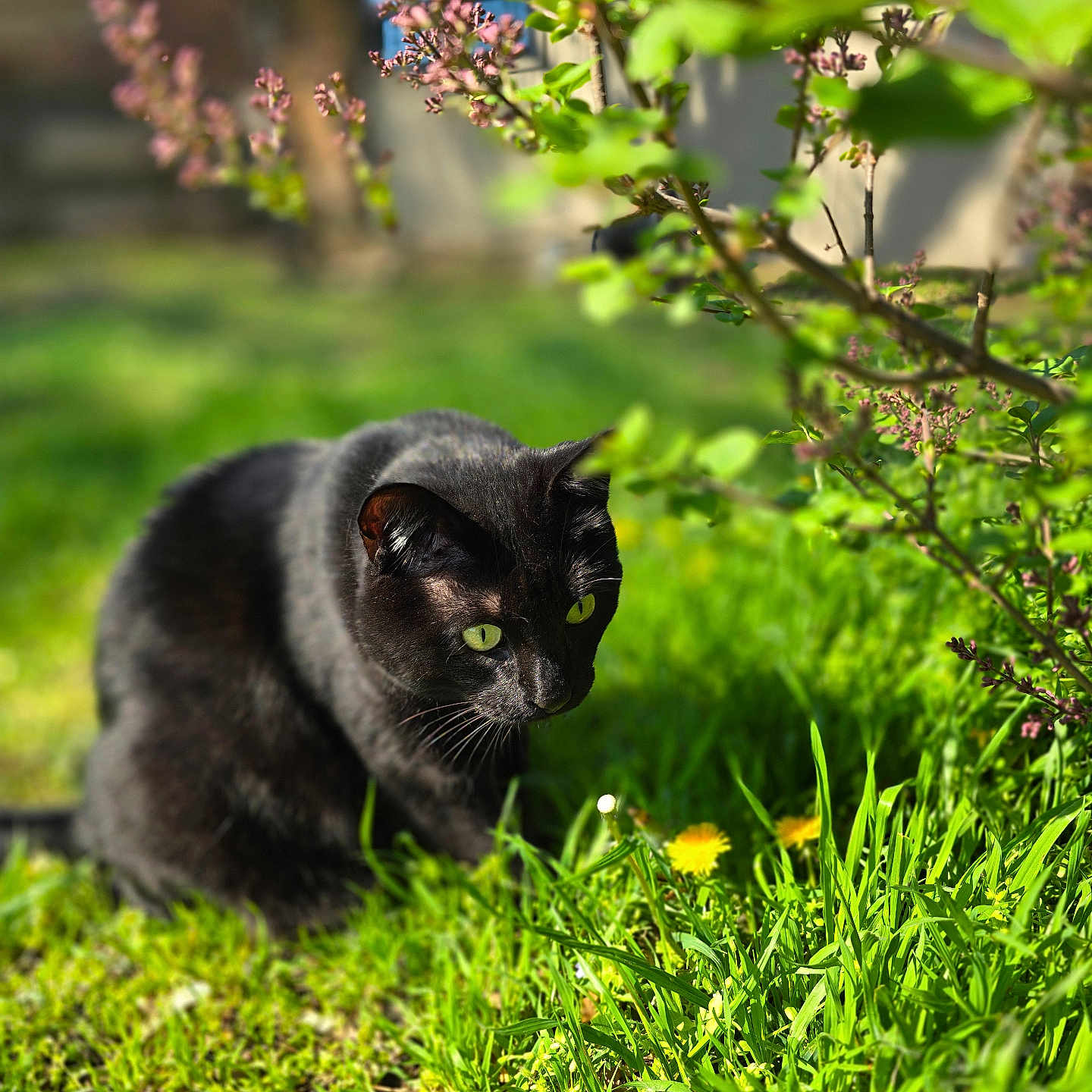 Zena