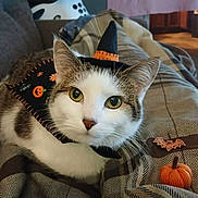 Peanut is registered to the contest to win money with this photo: cat, halloween, witch_hat, costume, pumpkin, bat_decoration, pet, animal, close_up, portrait, green_eyes, white_fur, tabby, couch, blanket, indoor, home, spooky, cute, holiday