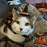 cat, halloween, witch_hat, costume, pumpkin, bat_decoration, pet, animal, close_up, portrait, green_eyes, white_fur, tabby, couch, blanket, indoor, home, spooky, cute, holiday