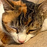 Houdong is registered to the contest to win money with this photo: animal, calico_cat, cat, close_up, couch, cozy, cushion, face, fur, indoors, paw, pet, pink_nose, portrait, relaxed, sleeping, sleepy, sofa, tricolor, whiskers