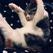Houdong joined the competition — help win amazing prizes! animal, black_fur, blanket, brown_fur, calico_cat, cat, cozy, curled_up, cute, feline, indoor, paws, pet, pink_nose, polka_dots, raised_paws, relaxed, sleeping, sleepy, white_fur