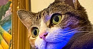 Houdong is registered to the contest to win money with this photo: alert, animal, blue_lighting, cat, close_up, curious, ears, eyes, face, feline, fur, gold_frame, gray_fur, home, indoor, ledge, pet, portrait, whiskers, white_fur