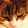 Houdong is registered to the contest to win money with this photo: animal, black, calico_cat, cat, close_up, eyes, facial_markings, feline, fur, macro, nose, orange, pet, photography, portrait, relaxed, sleepy, warm_lighting, whiskers, white