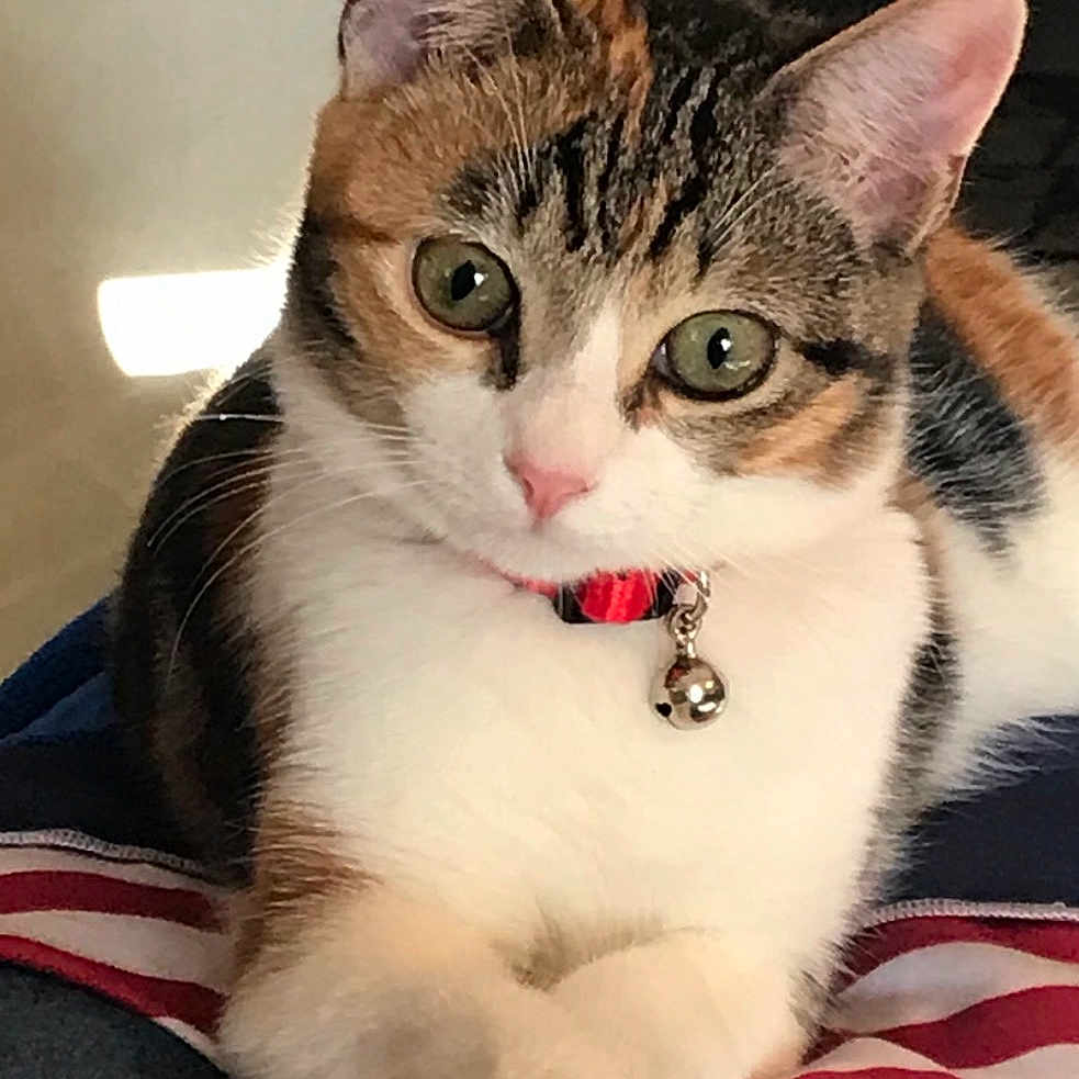 Houdong is registered to the contest to win money with this photo: animal, bell, blanket, calico_cat, cat, close_up, collar, crossed_paws, cute, ears, feline, fur, green_eyes, indoor, paws, pet, pink_nose, portrait, sitting, whiskers
