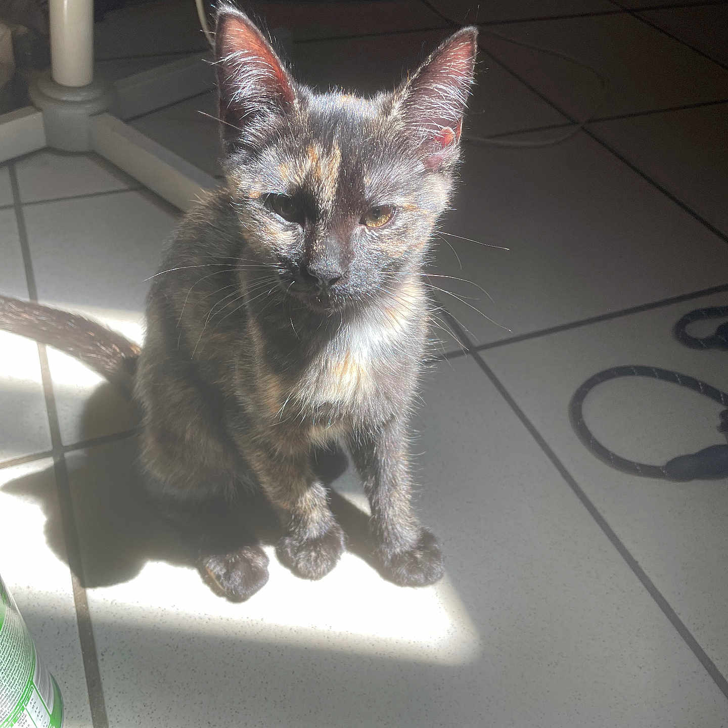 Moumou
