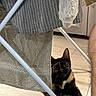 Moumou a rejoint le concours — aidez-le/la à gagner de superbes lots ! animal, cat, corner, curious, domestic, drying_rack, ears, floor, fur, furniture, home, indoor, light, pet, relaxed, shadow, tortoiseshell, towel, whiskers, wood_floor
