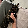animal, blanket, cat, comfort, companionship, couch, cozy, furniture, hand, holding, human, indoor, living_room, nap, pet, relaxing, rest, sleeping, soft_texture, tortoiseshell_cat