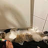 black, brown, cabinet, cat, clothes, corner, cozy, fabric, floor, fur, indoor, laundry, lying_down, paw, pet, relaxed, resting, sleeping, tiled_wall, white