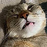 Luffy a rejoint le concours — aidez-le/la à gagner de superbes lots ! adorable, animal, cat, close_up, cute, eyes_closed, face, feline, fur, indoor, mouth, nose, pet, relaxed, resting, sleeping, soft, tabby, tongue_out, whiskers