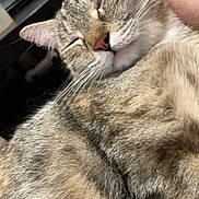 Luffy participe au concours pour gagner de l'argent avec cette photo : animal, cat, closeup, cozy, cute, domestic, ears, feline, fur, hand, indoor, mammal, nose, peaceful, pet, relaxed, resting, sleeping, tabby, whiskers