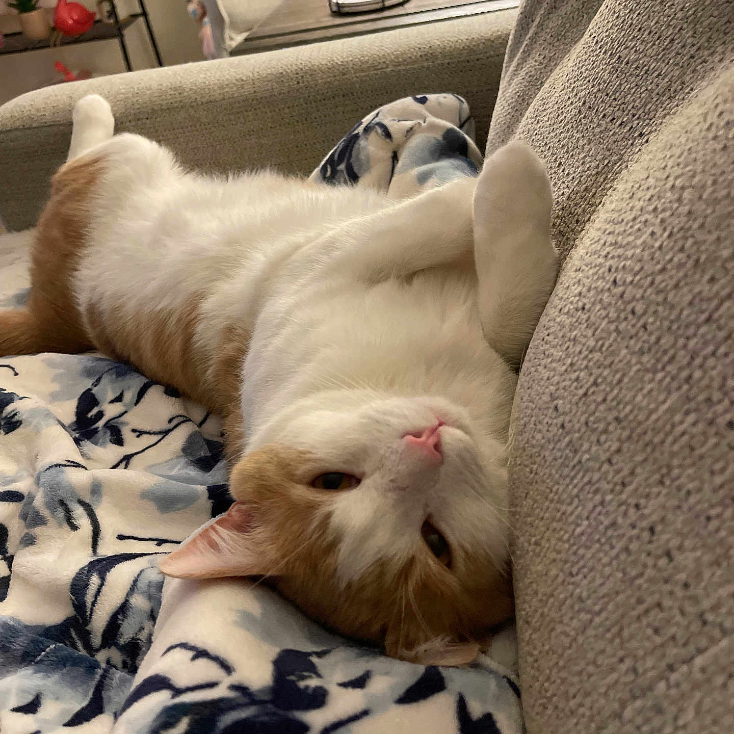 Cooper