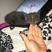Meleys is registered to the contest to win money with this photo: kitten, gray, sleeping, hand, blanket, pattern, indoor, cozy, cute, pet, fur, resting, animal, small, soft, comfort, domestic, nap, closeup, human