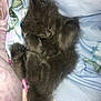 Meleys joined the competition — help win amazing prizes! kitten, cat, sleeping, fur, gray, cozy, blanket, soft, cute, animal, pet, resting, paw, whiskers, feline, indoor, adorable, peaceful, snuggled, young