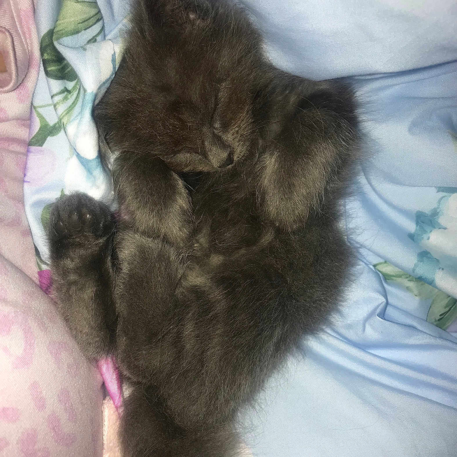 Meleys joined the competition — help win amazing prizes! adorable, animal, blanket, cat, cozy, cute, feline, fur, gray, indoor, kitten, paw, peaceful, pet, resting, sleeping, snuggled, soft, whiskers, young