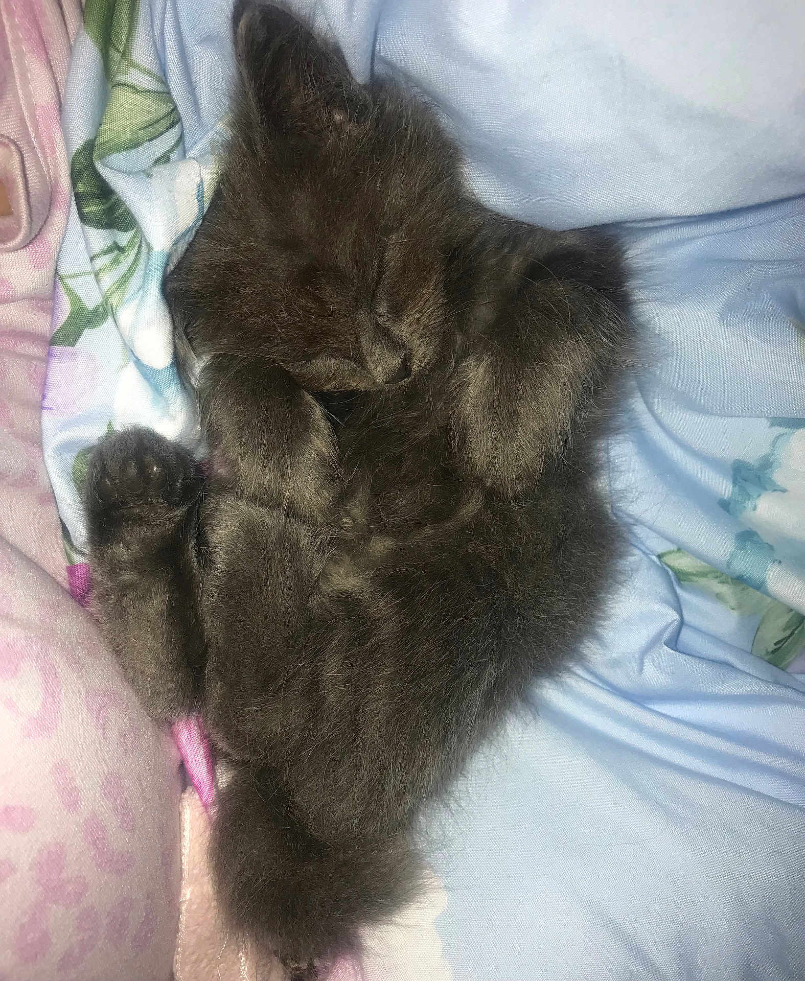 Meleys joined the competition — help win amazing prizes! kitten, cat, sleeping, fur, gray, cozy, blanket, soft, cute, animal, pet, resting, paw, whiskers, feline, indoor, adorable, peaceful, snuggled, young