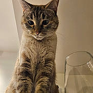 Pippa a rejoint le concours — aidez-le/la à gagner de superbes lots ! animal, cat, closeup, curious, cute, domestic, ears, empty_glass, face, feline, fur, glass_surface, indoor, looking_down, mammal, neutral_background, pet, portrait, tabby_cat, whiskers
