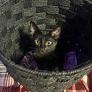Case joined the competition — help win amazing prizes! animal, basket, black_cat, close_up, cozy, curious, cute, domestic_animal, feline, fur, indoor, kitten, looking_up, pet, plaid_blanket, sitting, small, texture, woven_basket, yellow_eyes