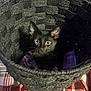 animal, basket, black_cat, close_up, cozy, curious, cute, domestic_animal, feline, fur, indoor, kitten, looking_up, pet, plaid_blanket, sitting, small, texture, woven_basket, yellow_eyes