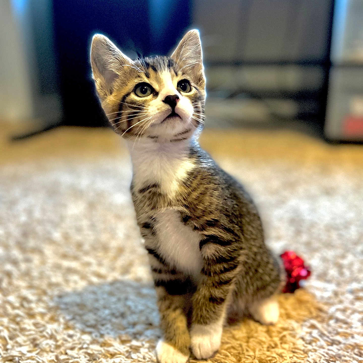 Simba is registered to the contest to win money with this photo: abyssinian, animal, cat, hardwood, kitten, manx, pet, wood