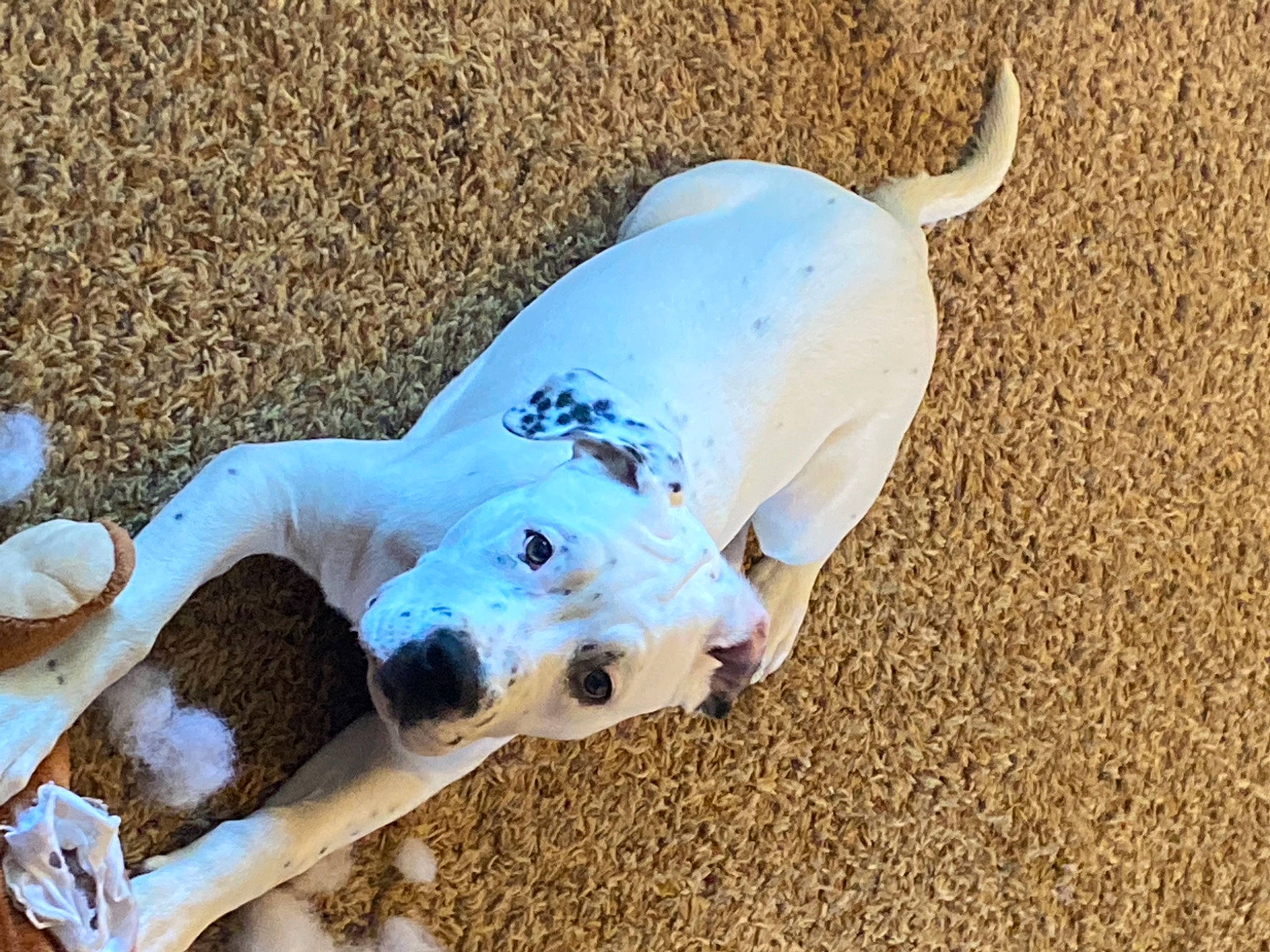 Moose joined the competition — help win amazing prizes! canidae, carnivore, collar, companion_dog, dog, dog_breed, dog_clothes, dog_supply, fawn, paw, pet_supply, sand, shadow, snout, soil, sporting_group, tail, terrestrial_animal, toy, working_animal