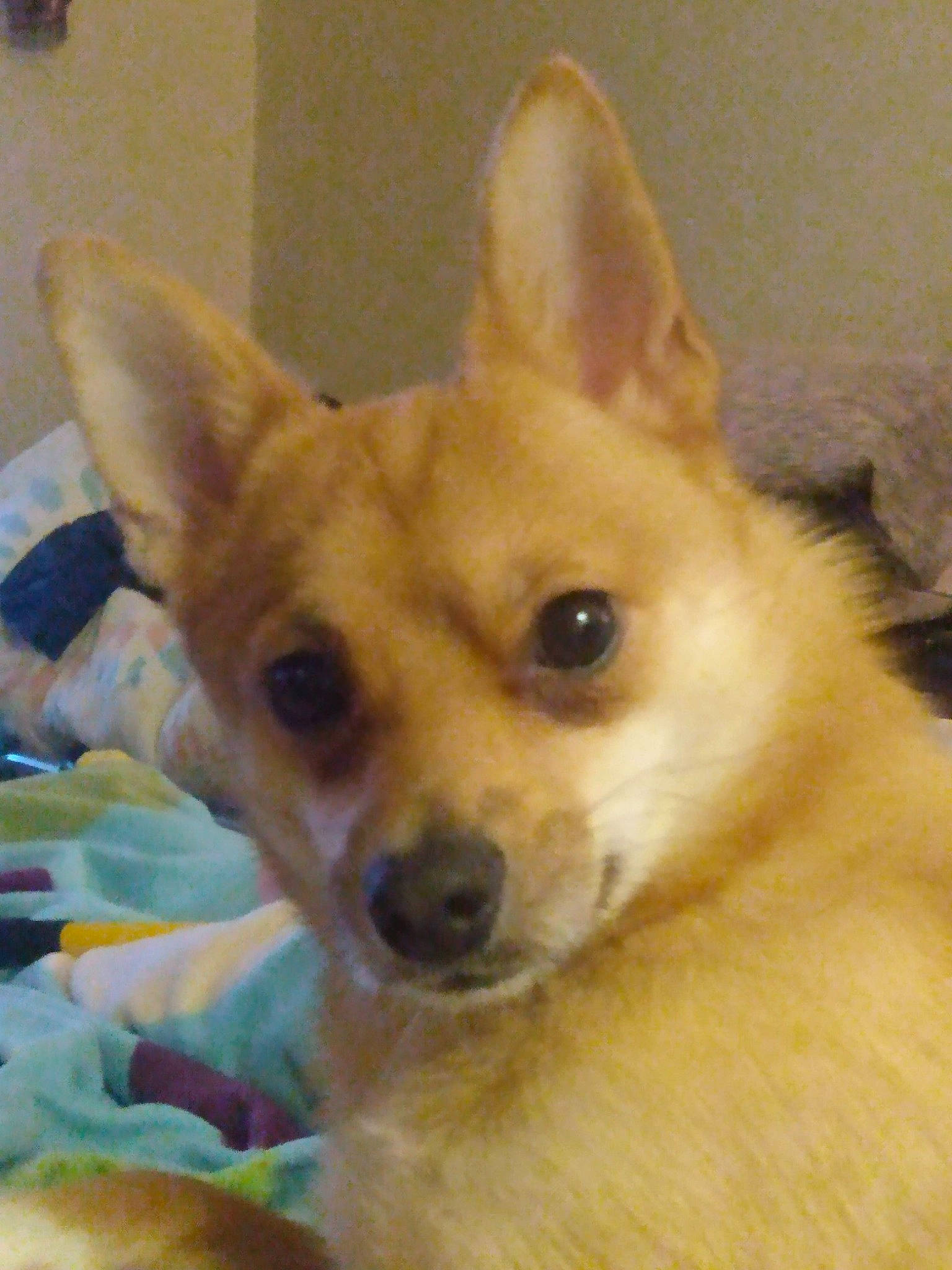 Bear Bear joined the competition — help win amazing prizes! ancient_dog_breeds, canidae, carnivore, companion_dog, corgi_chihuahua, dog, dog_breed, dog_supply, ear, eye, fawn, fur, non_sporting_group, snout, sporting_group, tail, terrestrial_animal, toy_dog, whiskers, working_animal