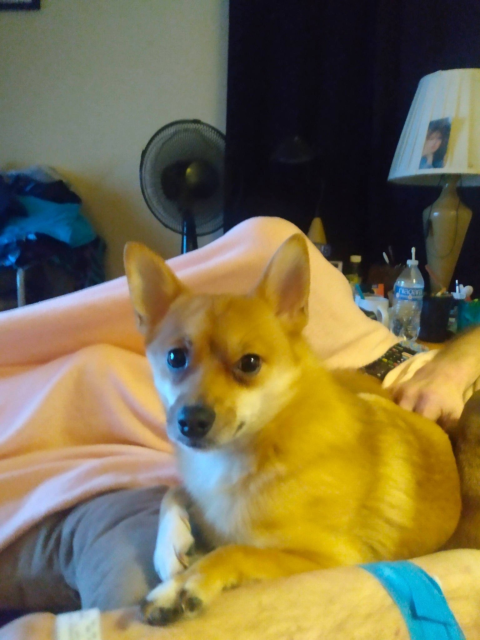 Bear Bear is registered to the contest to win money with this photo: bed, bottle, canidae, carnivore, chair, comfort, companion_dog, dog, dog_breed, dog_supply, ear, fawn, fur, lamp, snout, sporting_group, toy_dog, water_bottle, whiskers, working_animal