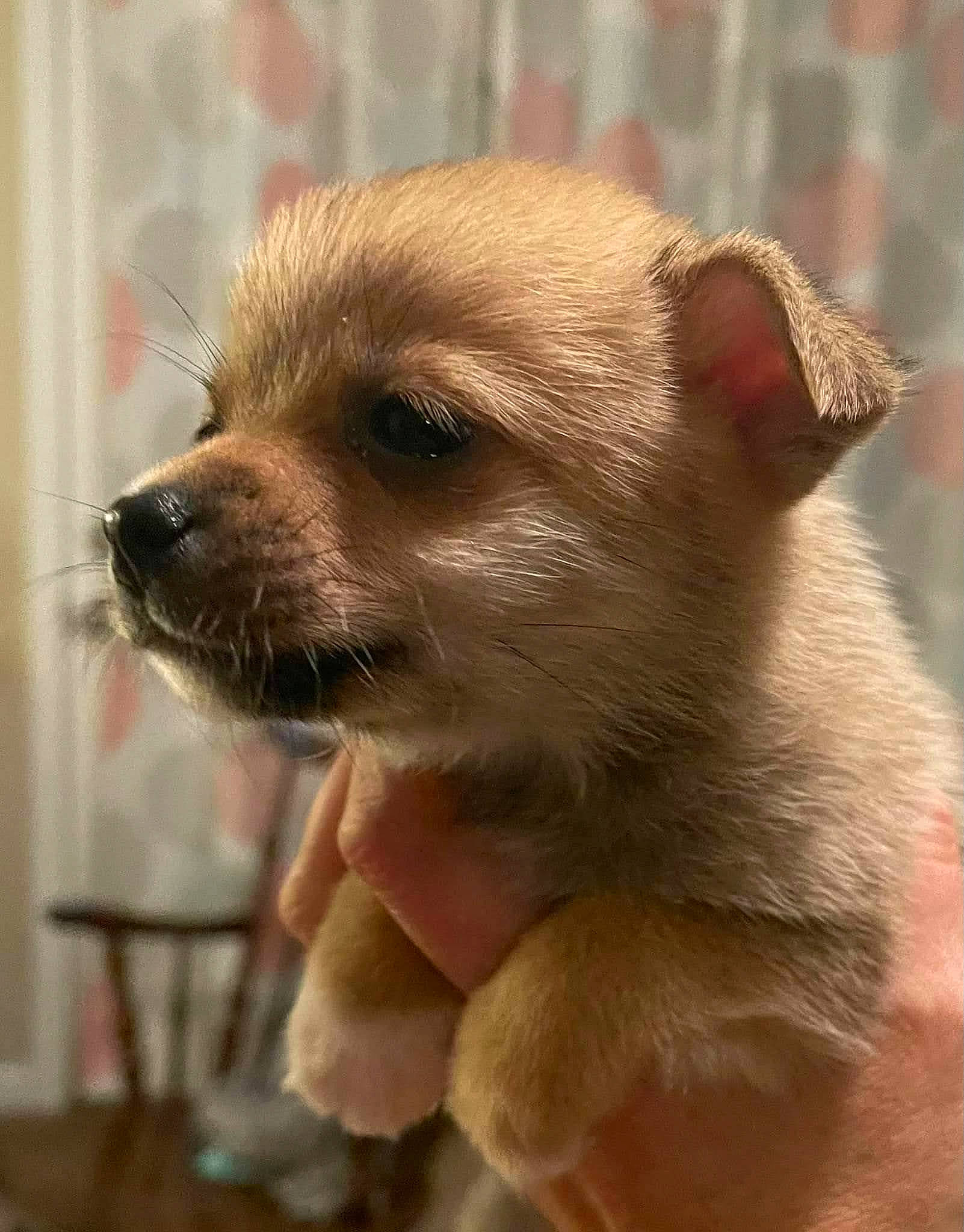 Bear Bear joined the competition — help win amazing prizes! canidae, carnivore, chihuahua, claw, close_up, companion_dog, corgi_chihuahua, dog, dog_breed, eyelash, fawn, fur, snout, stool, terrestrial_animal, toy_dog, whiskers, wildlife, working_animal