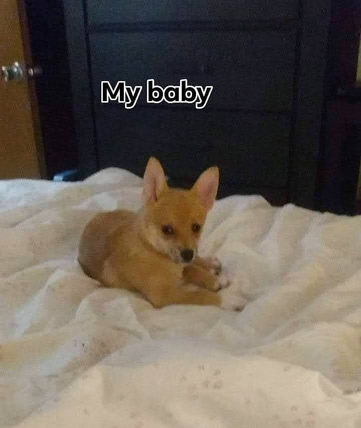 Bear Bear joined the competition — help win amazing prizes! canidae, carnivore, comfort, companion_dog, dog, dog_breed, dog_supply, fawn, felidae, fur, linens, paw, room, small_to_medium_sized_cats, snout, spitz, tail, toy_dog, whiskers, wood