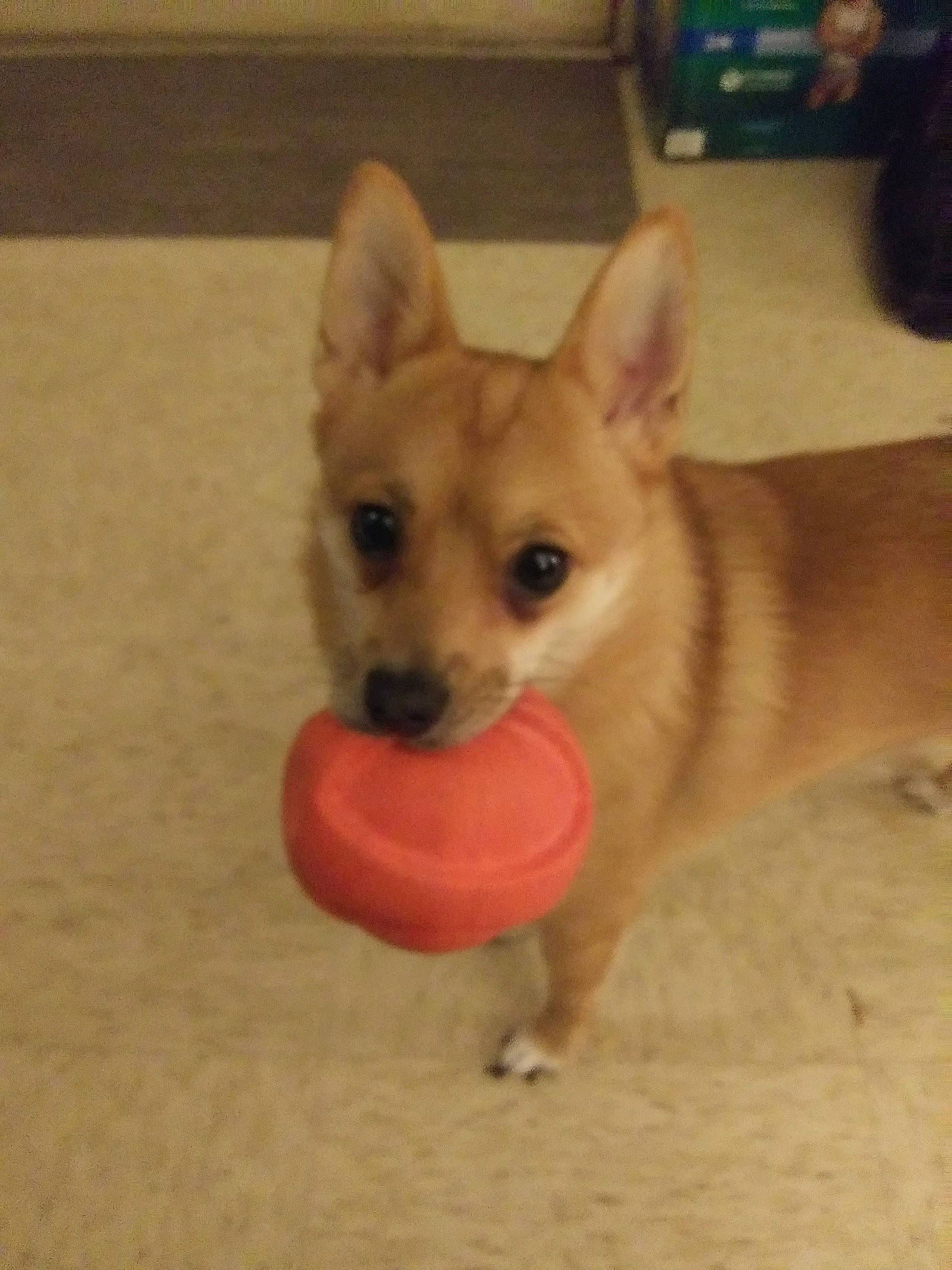 Bear Bear joined the competition — help win amazing prizes! canidae, carnivore, chihuahua, companion_dog, dog, dog_bed, dog_breed, dog_supply, dog_toy, fawn, flooring, paw, pet_supply, snout, sporting_group, tail, terrestrial_animal, toy_dog, whiskers, working_animal