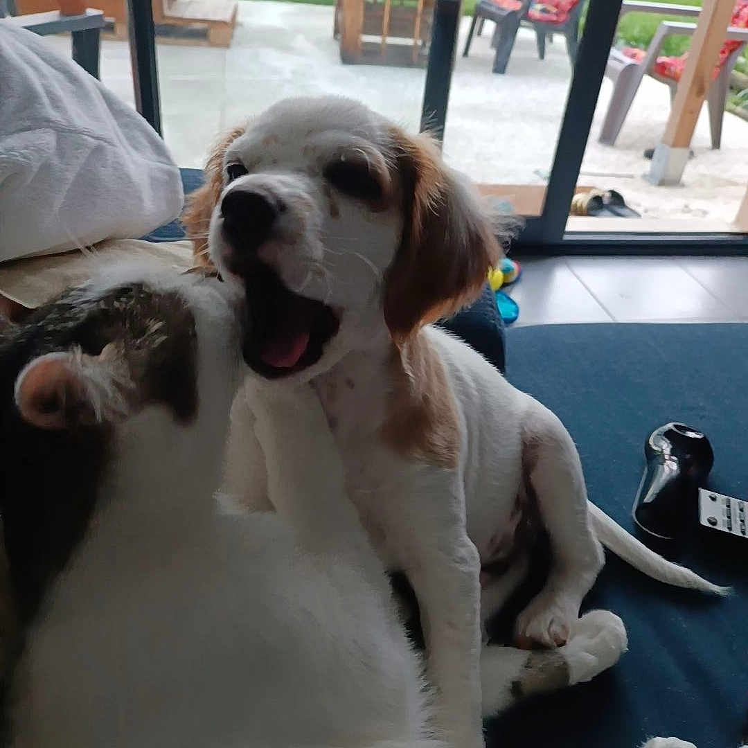 Aïky a rejoint le concours — aidez-le/la à gagner de superbes lots ! animal, backyard, chair, couch, dog, ears, floor, friendship, fur, glass_door, indoor, living_room, mouth_open, pet, playful, puppy, relaxing, tail, toy, young