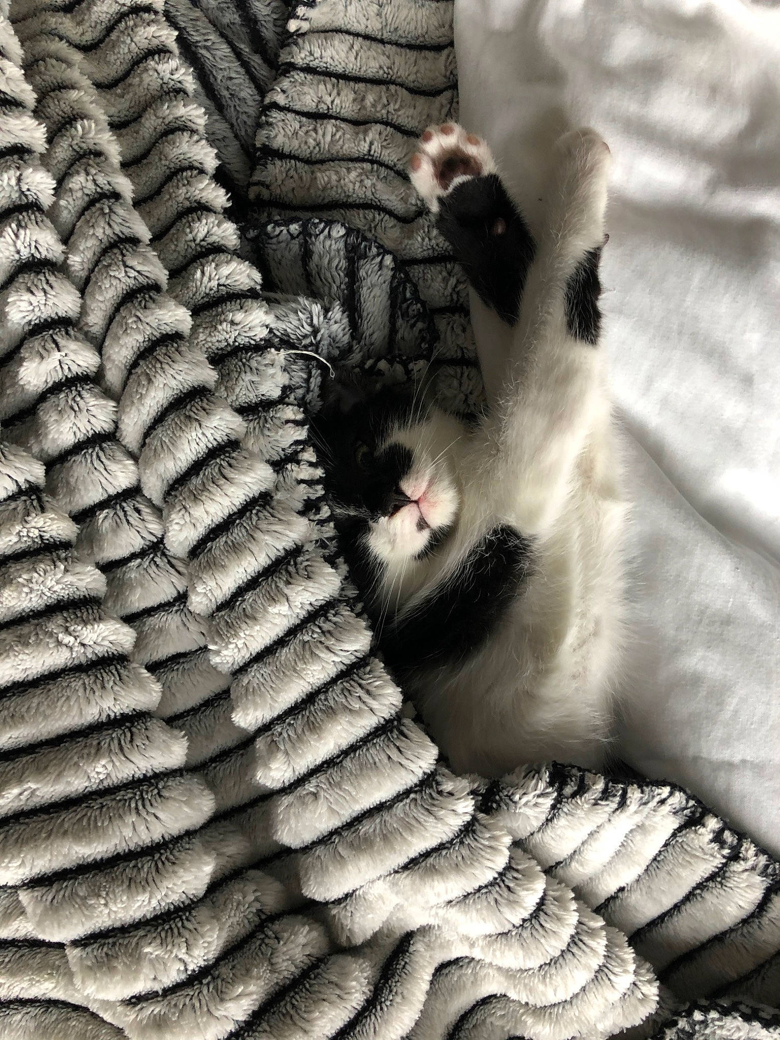 Kirua participe au concours pour gagner de l'argent avec cette photo : black_and_white, close_up, hand, monochrome, monochrome_photography, organism, pattern, photography, plant, tree