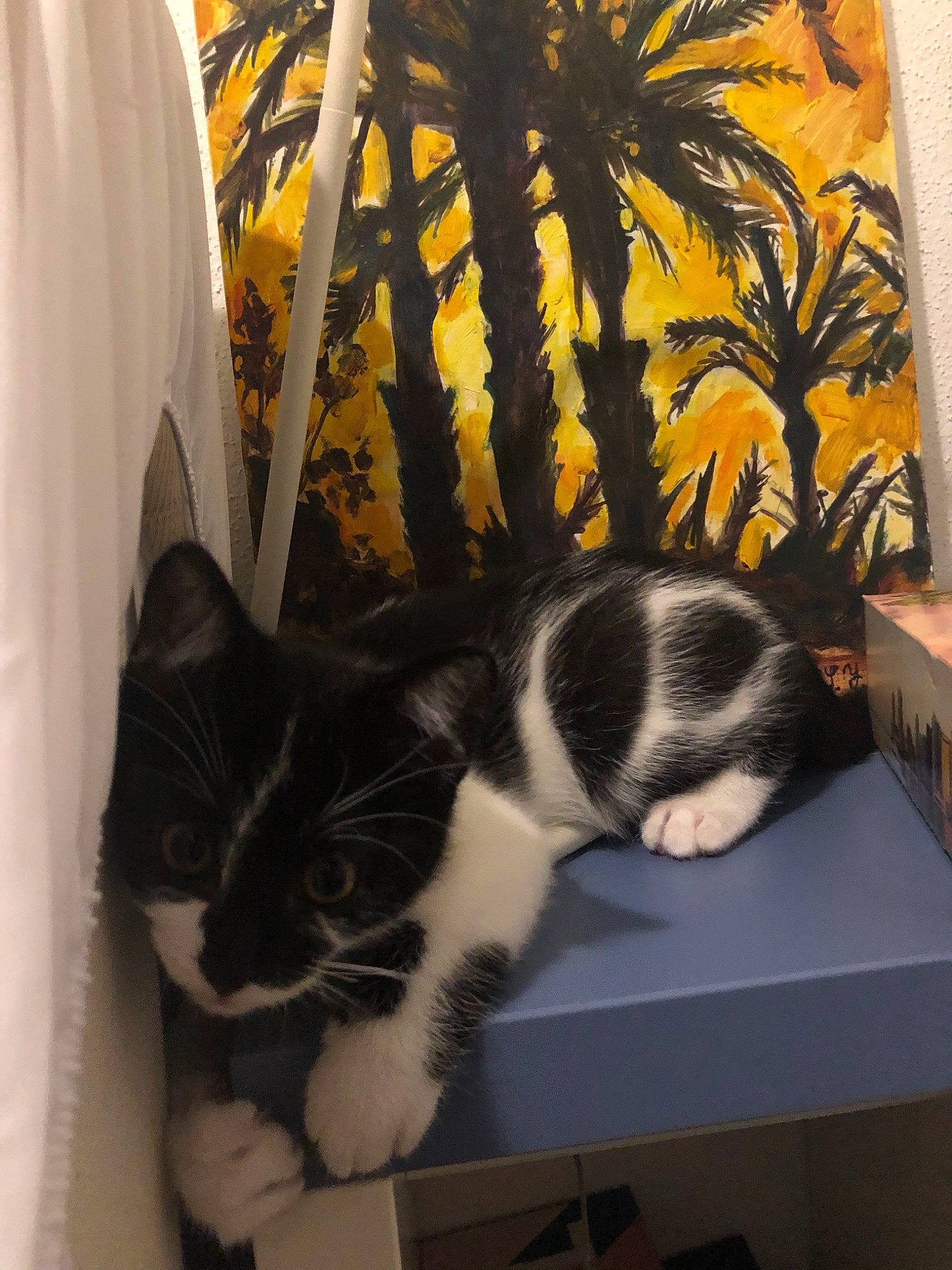 Kirua participe au concours pour gagner de l'argent avec cette photo : carnivore, cat, domestic_short_haired_cat, european_shorthair, felidae, fur, interior_design, kitten, polydactyl_cat, room, small_to_medium_sized_cats, tail, whiskers