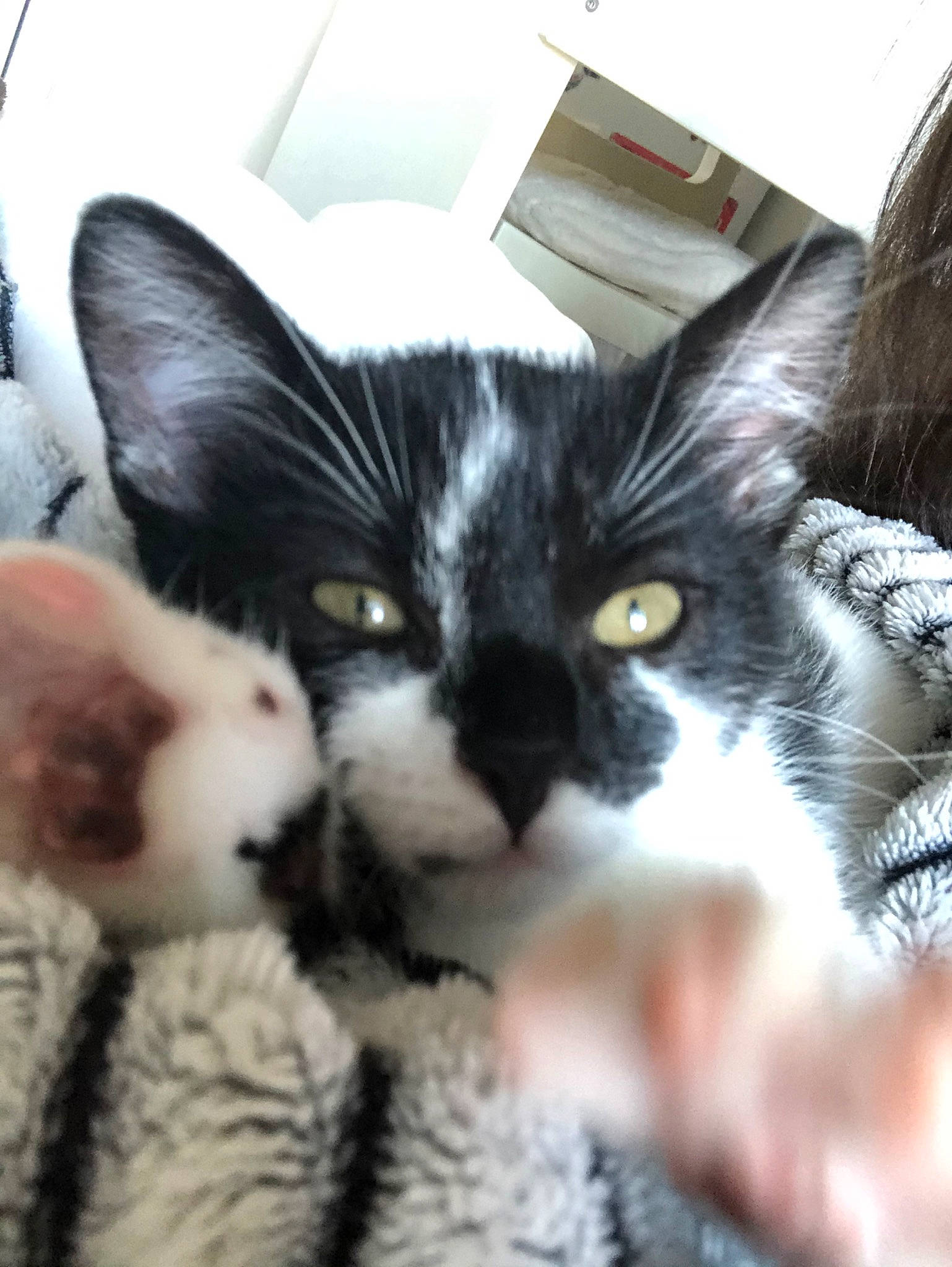 Kirua participe au concours pour gagner de l'argent avec cette photo : american_wirehair, asian, carnivore, cat, domestic_short_haired_cat, ear, european_shorthair, felidae, fur, kitten, nose, paw, photo_caption, polydactyl_cat, small_to_medium_sized_cats, snout, whiskers