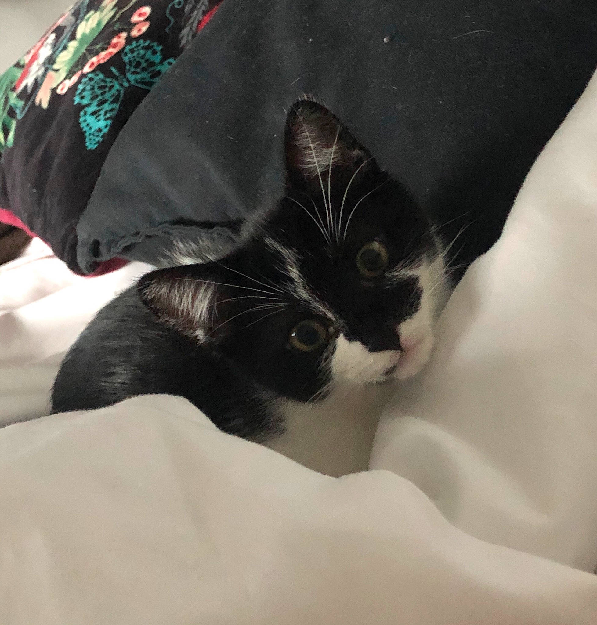 Kirua participe au concours pour gagner de l'argent avec cette photo : black_and_white, black_cat, carnivore, cat, domestic_short_haired_cat, ear, felidae, fur, kitten, leg, linens, small_to_medium_sized_cats, snout, tail, whiskers