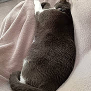Pom participe au concours pour gagner de l'argent avec cette photo : cat, gray_cat, white_paw, sleeping, blanket, cozy, indoor, pet, fur, tail, relaxed, resting, soft_texture, feline, collar, comfort, animal, nap, domestic_cat, cute