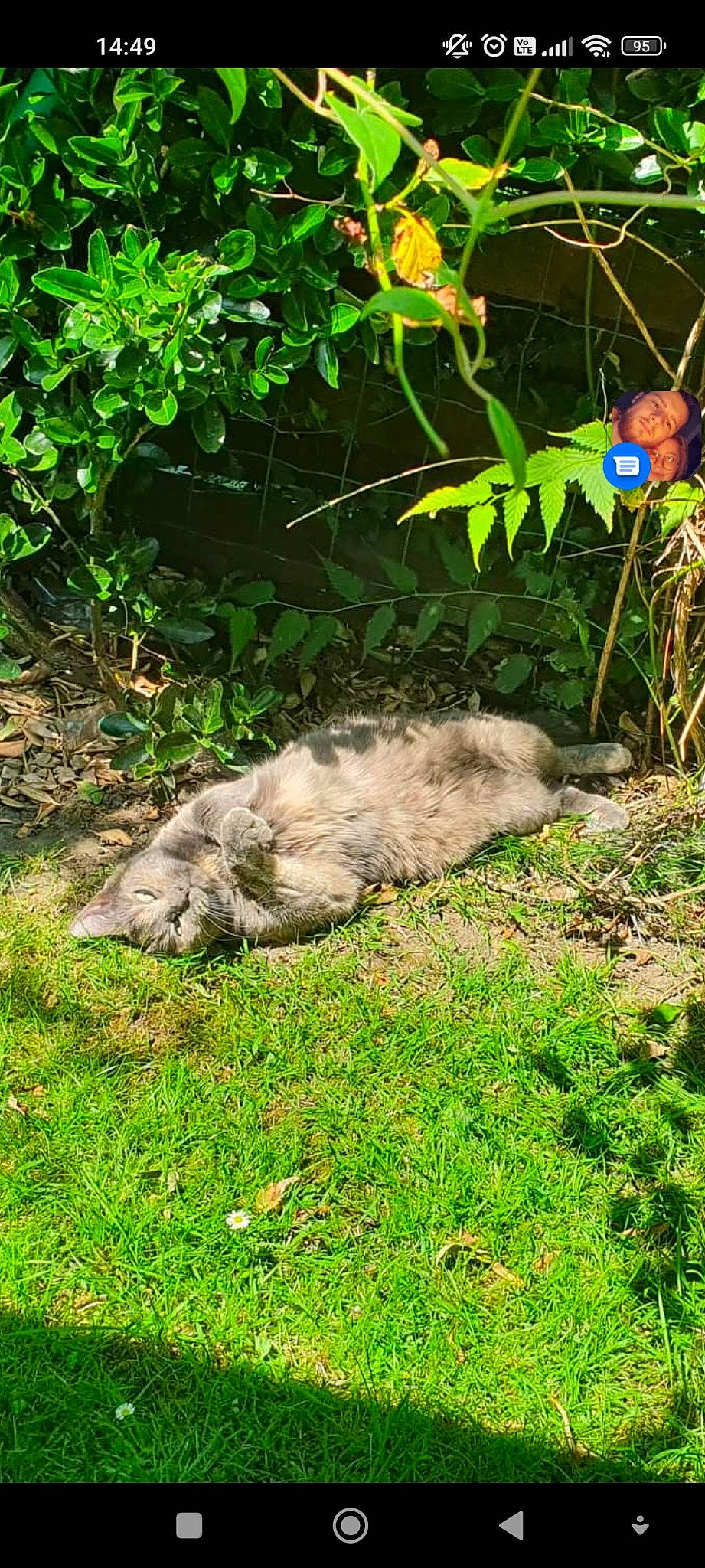 Pastel participe au concours pour gagner de l'argent avec cette photo : canidae, carnivore, cat, domestic_short_haired_cat, felidae, flowering_plant, fur, grass, groundcover, herb, herbaceous_plant, plant, shrub, small_to_medium_sized_cats, soil, sporting_group, tail, terrestrial_animal, terrestrial_plant, whiskers