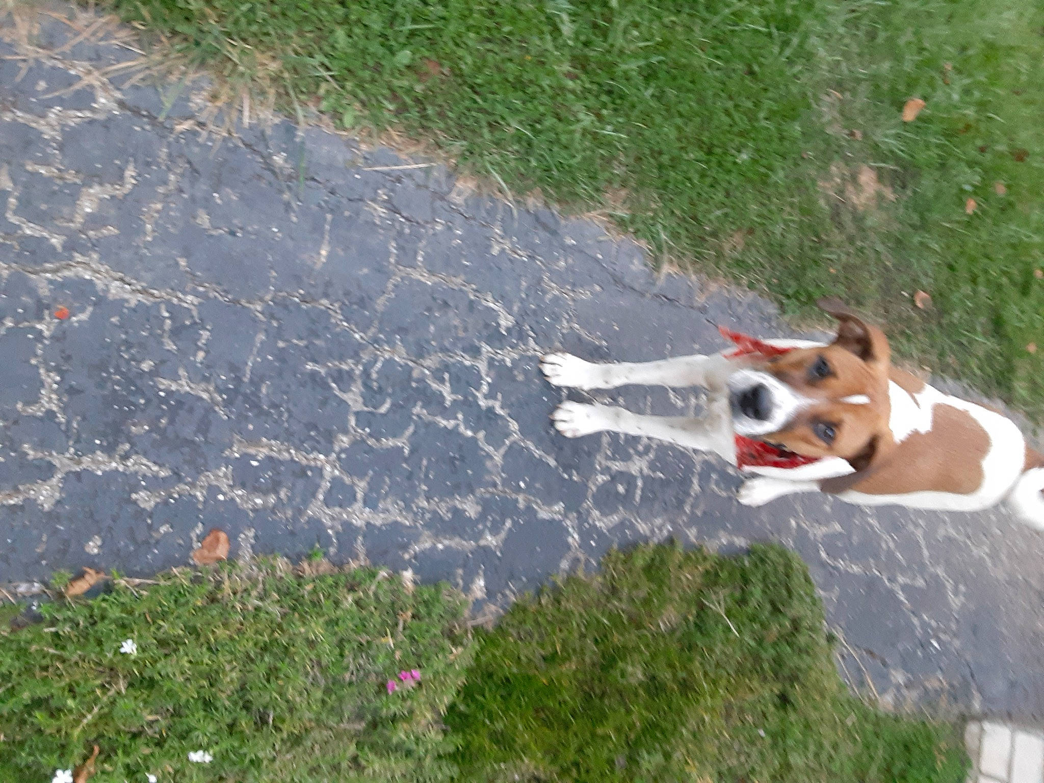 Pike Fenrir joined the competition — help win amazing prizes! canidae, carnivore, collar, companion_dog, dog, dog_breed, dog_collar, dog_supply, hunting_dog, mammal, sporting_group, tail, working_animal, working_dog