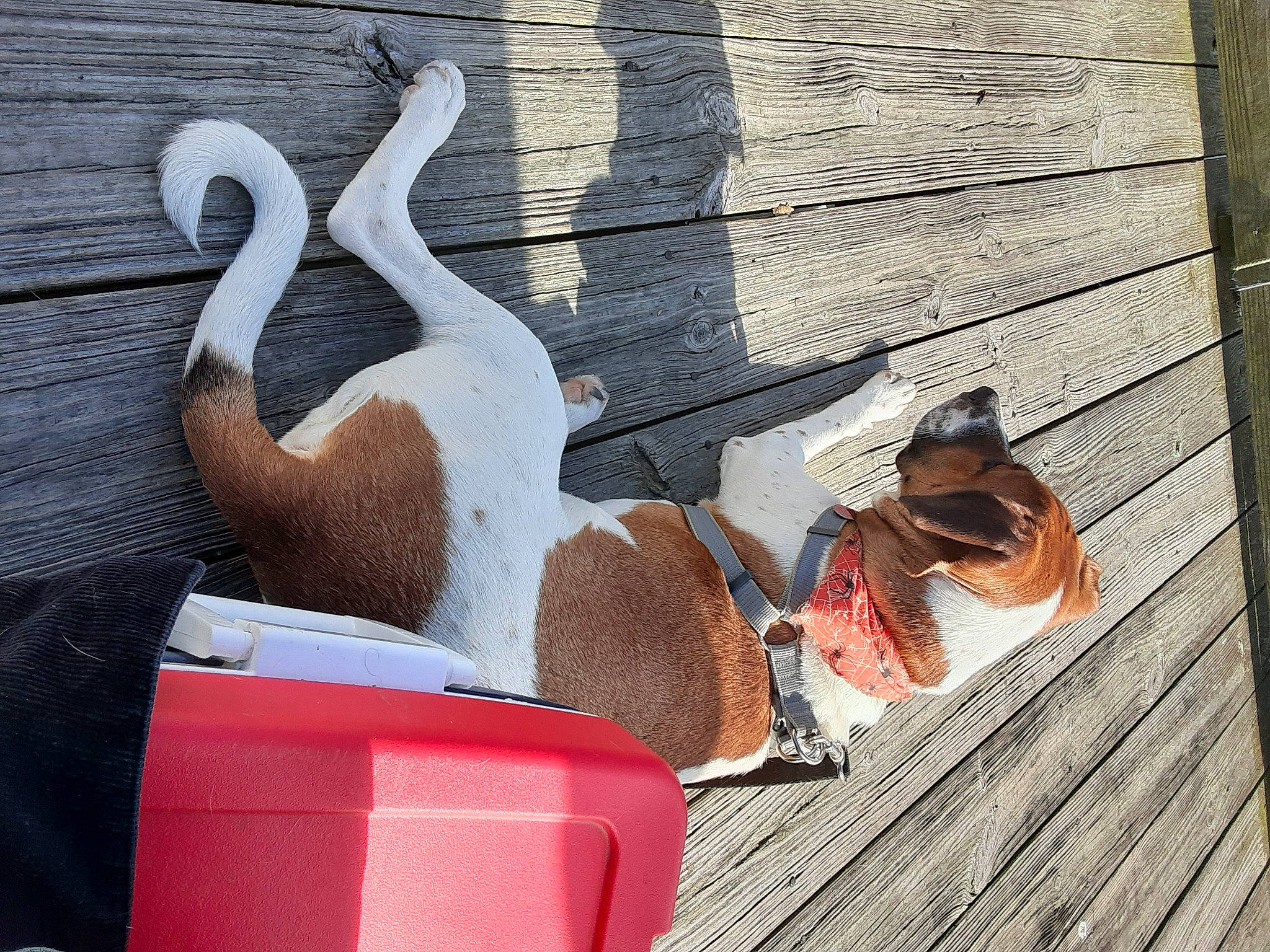 Pike Fenrir joined the competition — help win amazing prizes! hardwood, plank, wood, wood_stain